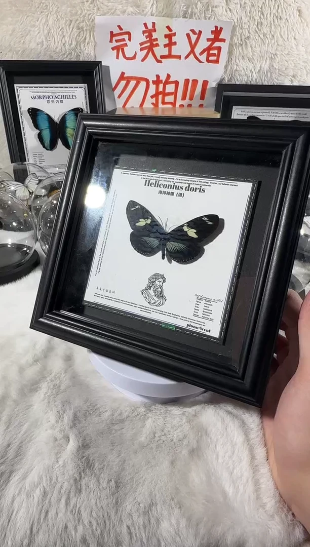 木海参修绿蝶    相框