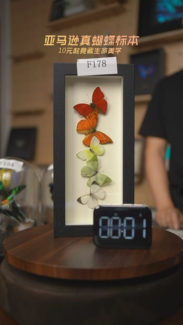 有机玻璃蝴蝶标本F178