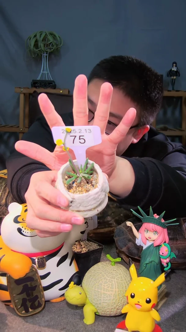 【闪购商品】何丽厚敦菊2.13.75