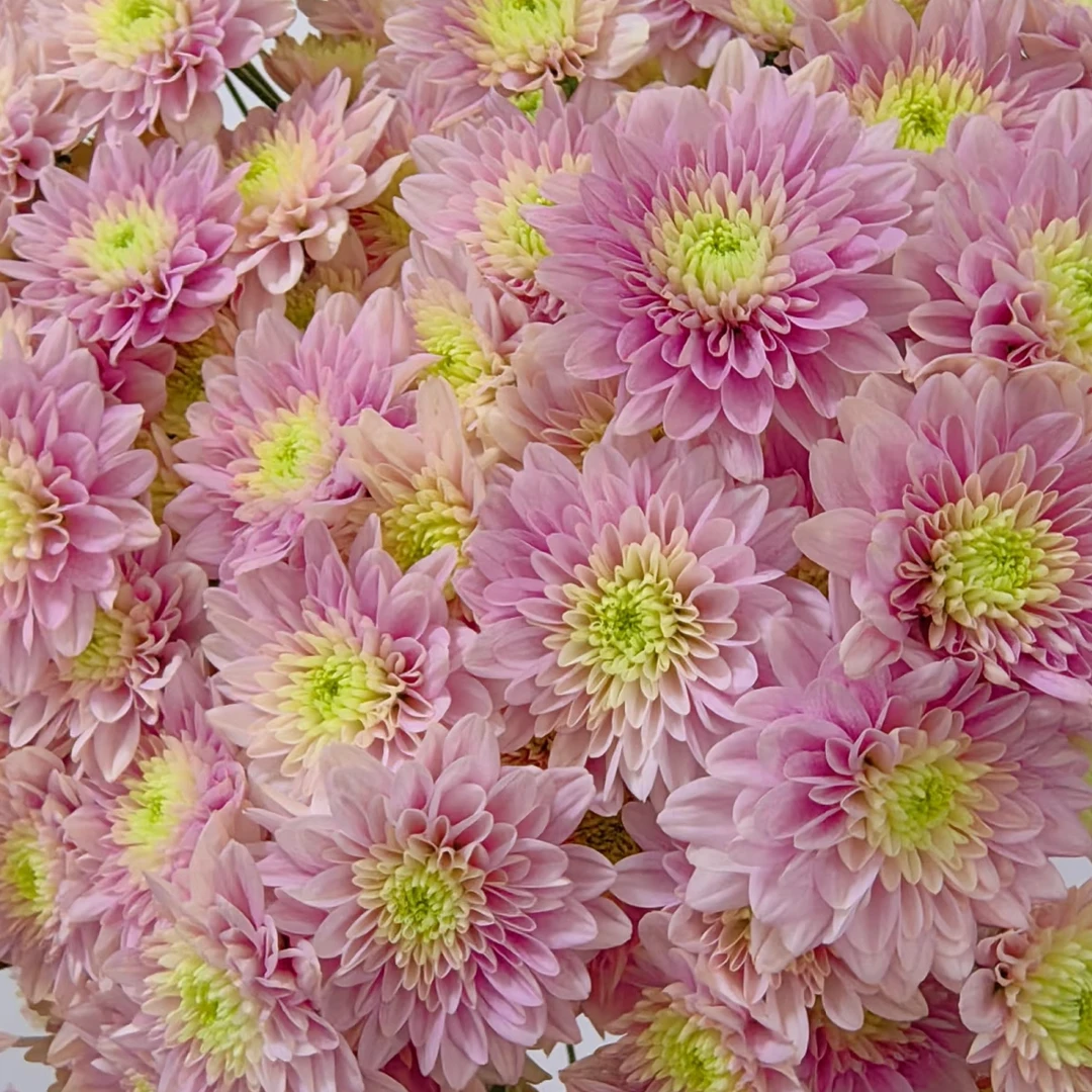 【草莓冰沙】多头鲜花小菊云南昆明基地直发一单中通两单云南鲜花