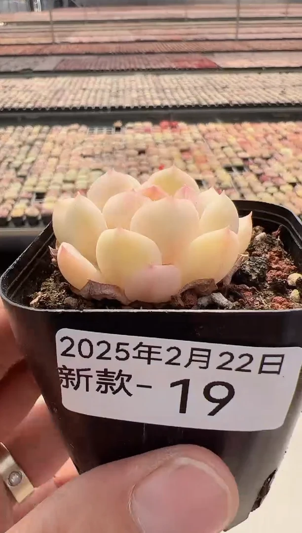 【闪购商品】新款多肉-19