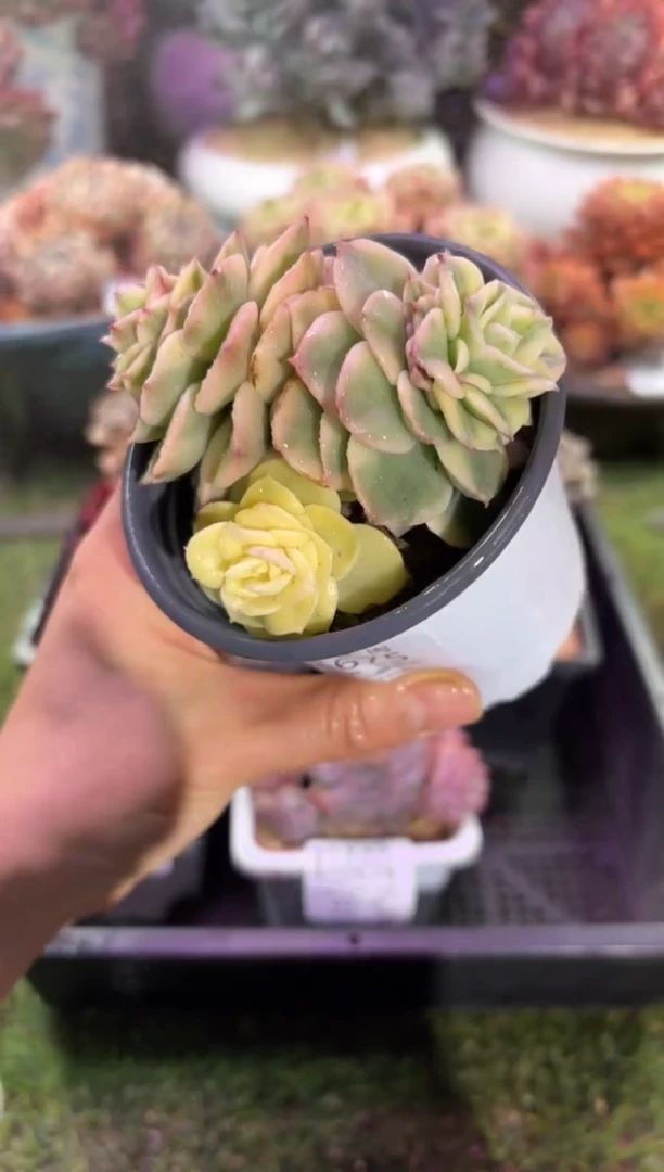 【闪购商品】00675