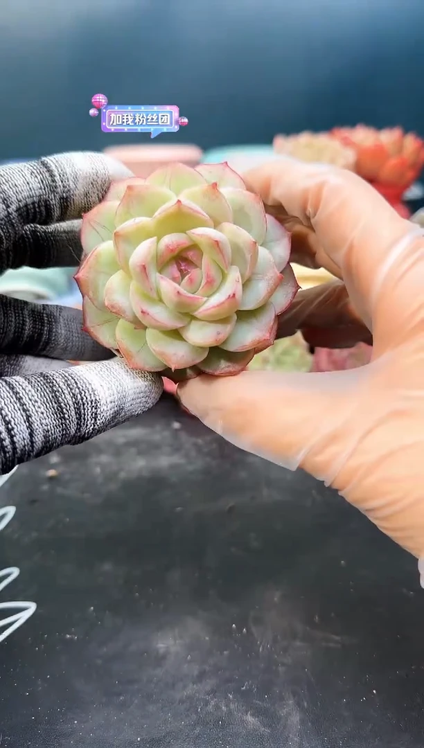 2  559青山  （冠幅 6.5 cm）