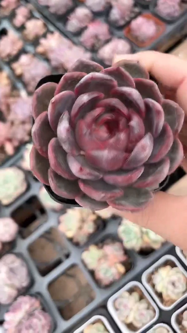 【闪购商品】寒梅65盆多肉