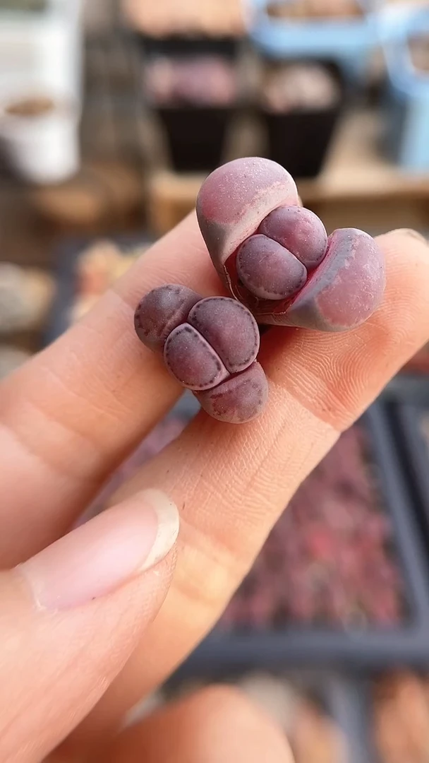 【闪购商品】2023直播一物一拍