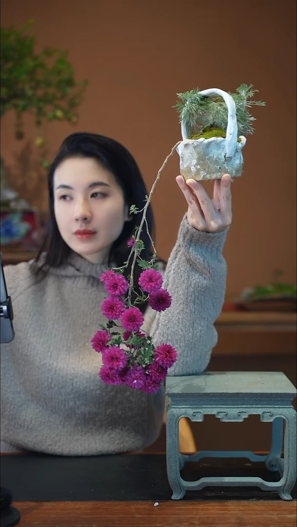 全部花朵山野草盆景盆景盆景