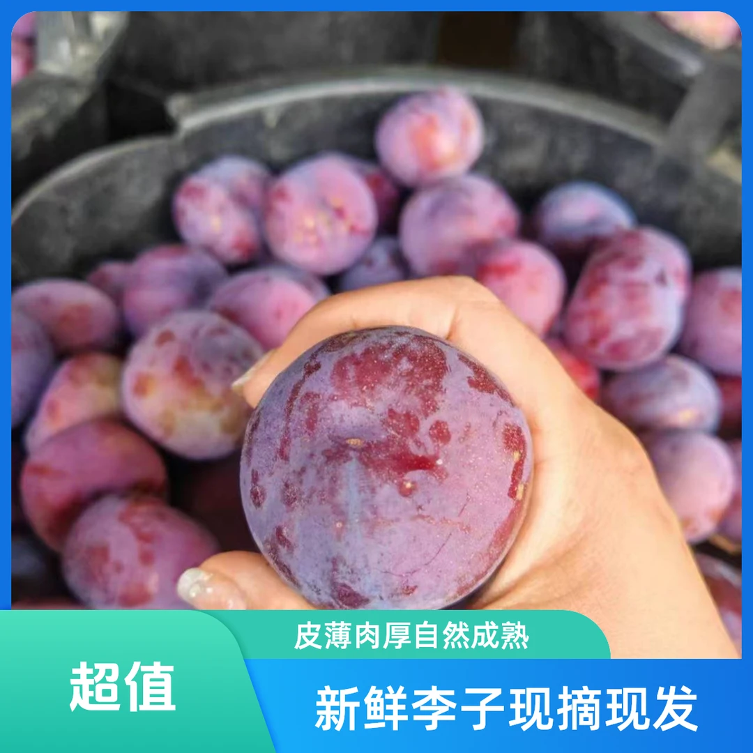 现摘现发 新鲜玫瑰李子 自然成熟 皮薄肉厚3斤北京市