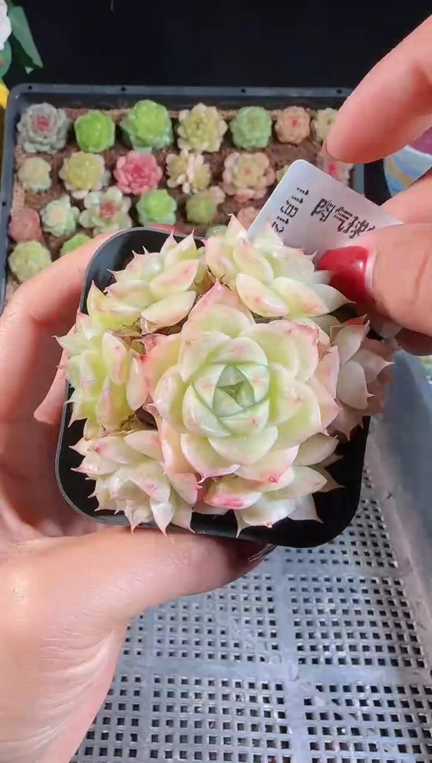 1112-140群生不包整