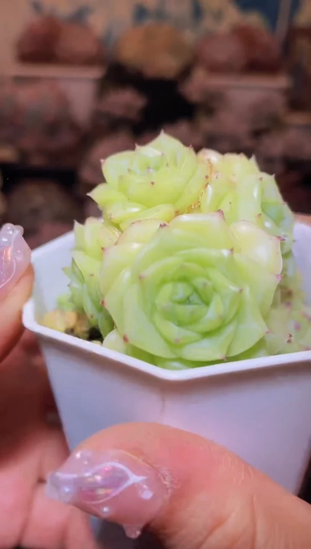 【闪购商品】032白天鹅