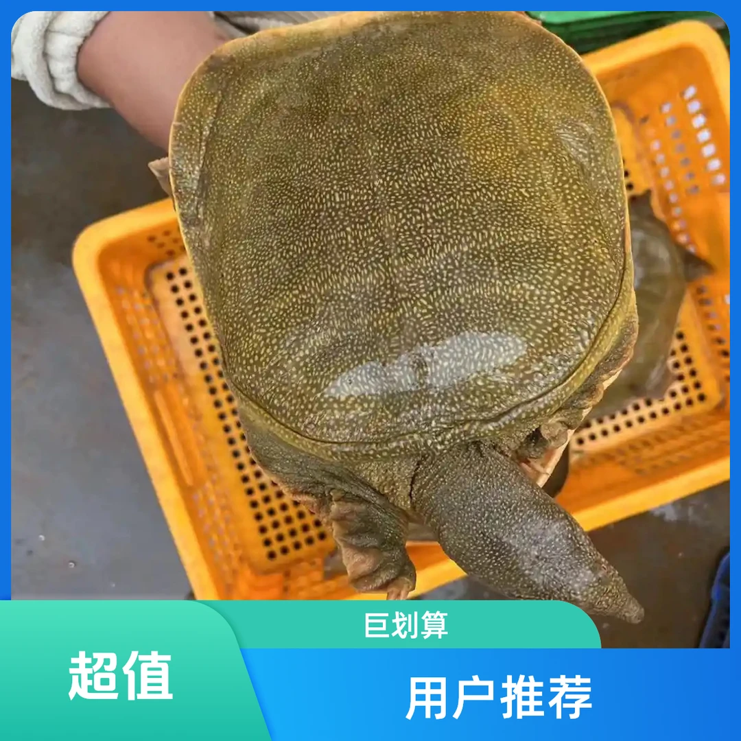 4斤公甲鱼 外塘散养黄油老甲鱼 到家包活