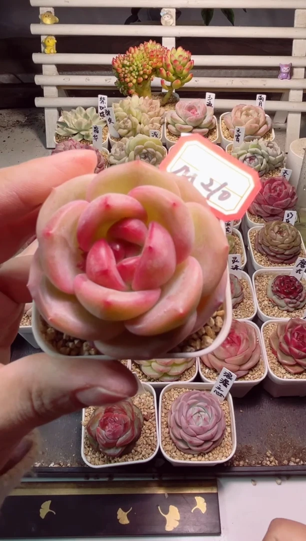 【闪购商品】M210月魄一物一拍