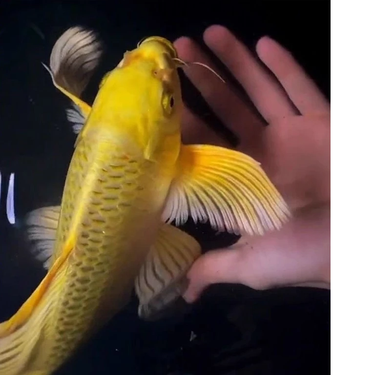 蝴蝶鲤观赏鱼球体短身大鳍长尾