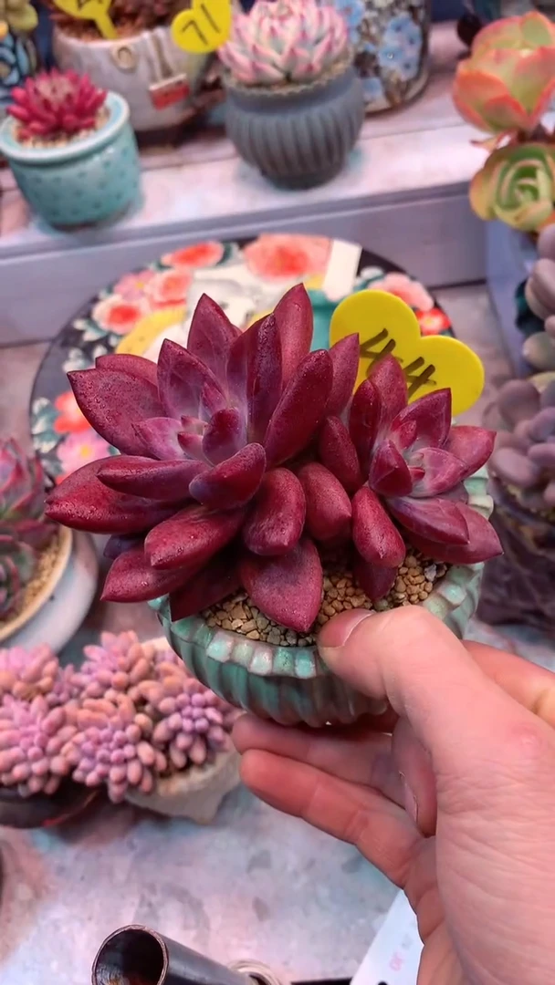 44号 模特区 赫菲虞