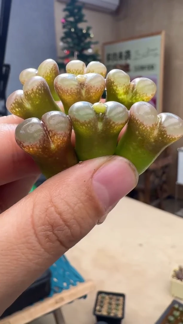 【闪购商品】19-47黑加仑一颗