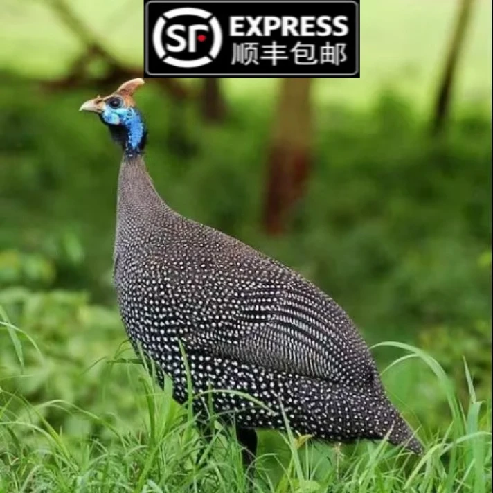 纯种珍珠鸡 宠物鸡 8两-1斤左右 顺丰包邮