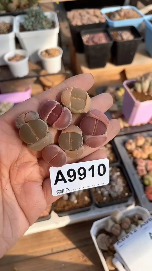 【闪购商品】9910直播一物一拍