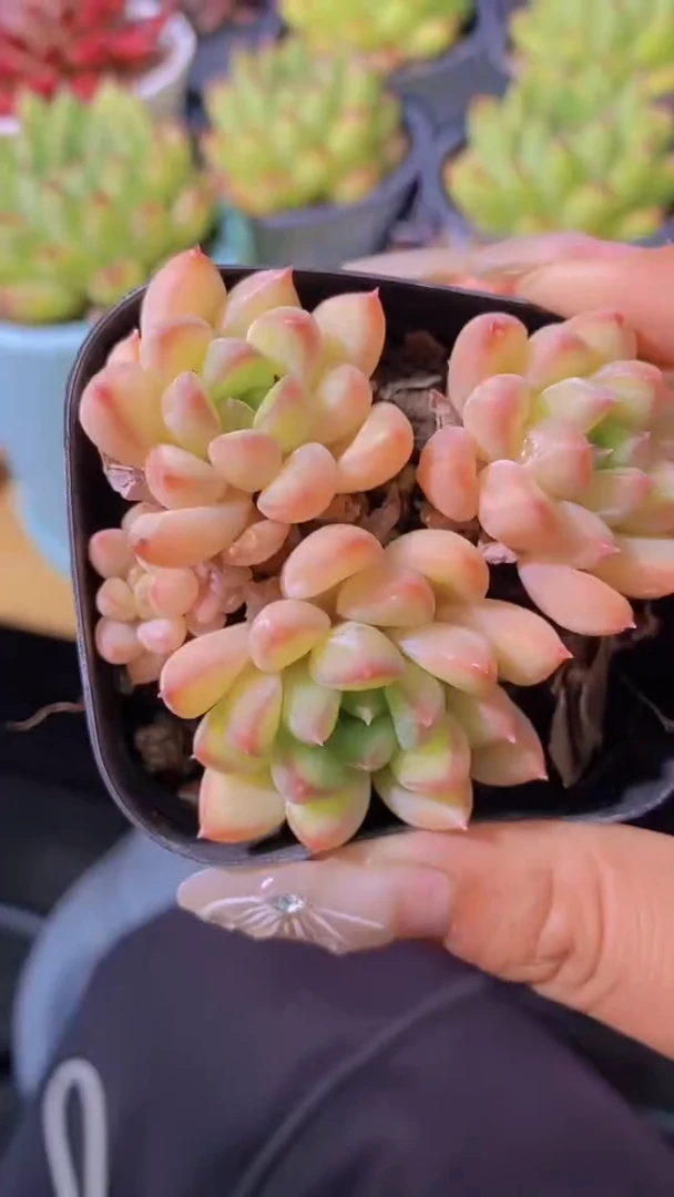 B123-精控全状态暗纹宝翠美人群生（63盆）（量拍）