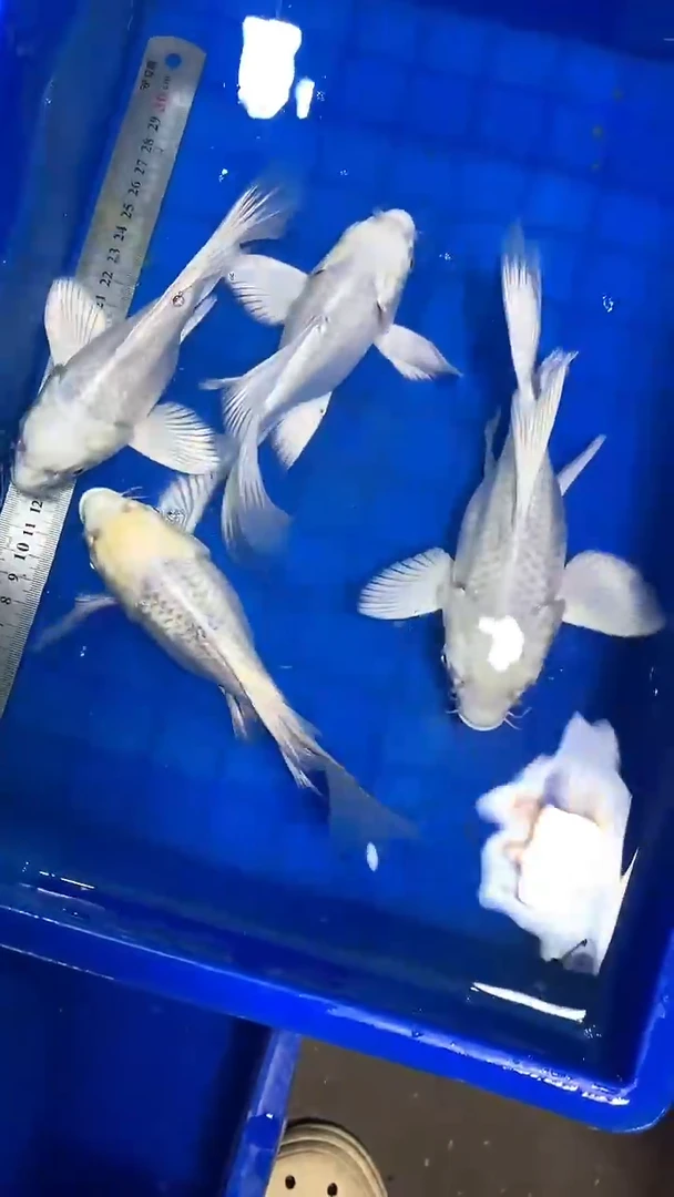 蝴蝶鲤鱼蝴蝶鲤直播选鱼专用链接