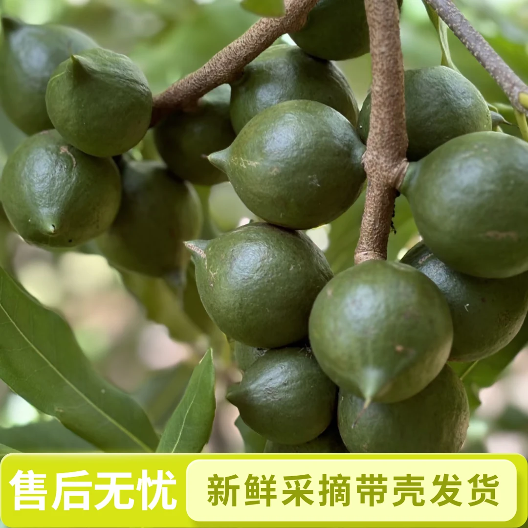 云南新鲜采摘夏威夷果云南临沧产地直发带绿壳发货特色抖音