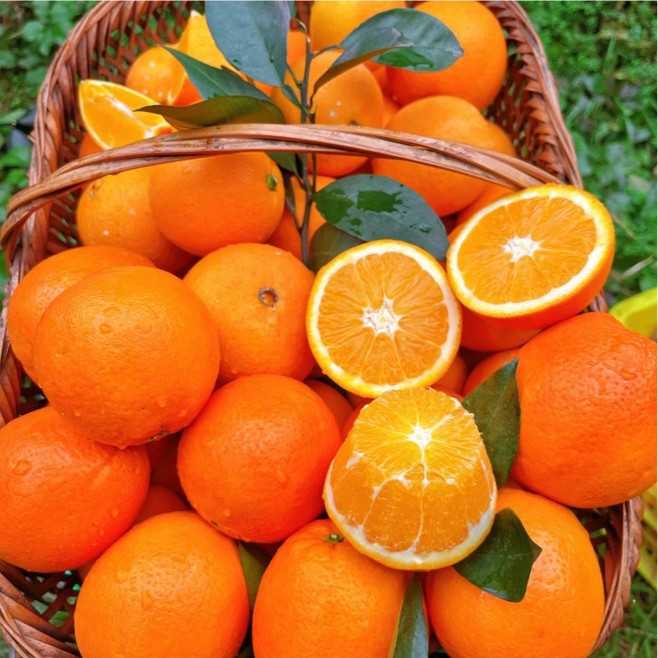 【京东发货】湘西高山老树纽荷尔橙5斤/10斤脐橙皮薄多汁橙子