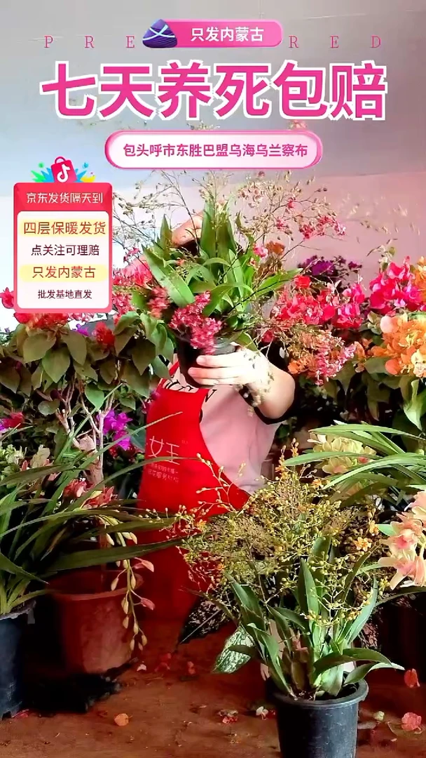 完全开放红色梦香兰带香味