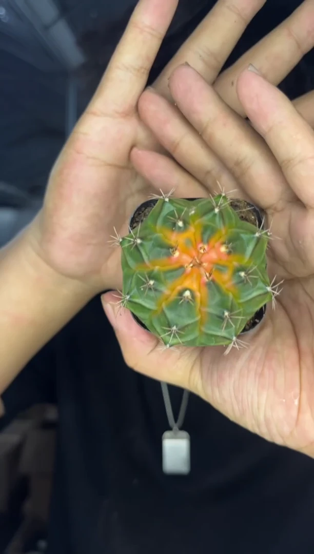 4颗 精品 牡丹【带根】品种不指定