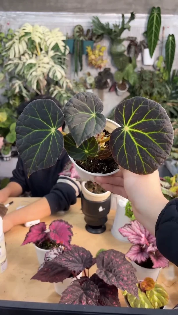 完全开放绿洲秋海棠