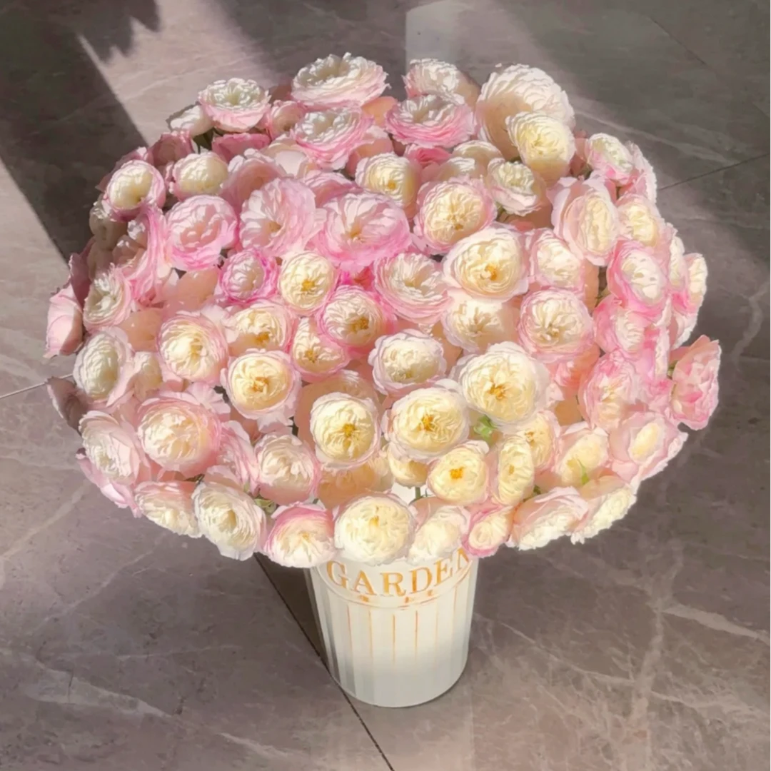 【大聪明卖花】凯拉多头玫瑰 任意两单花材升级顺丰冷链或德邦快递