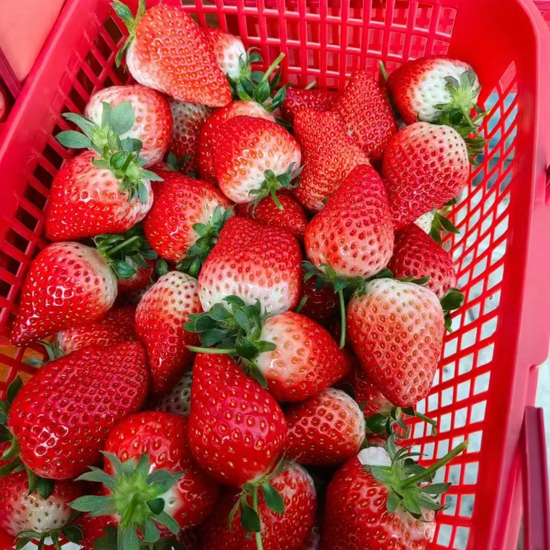 【国汇】吉林自家牛奶草莓，新鲜采摘，净重5斤松溪牛奶草莓吉林省