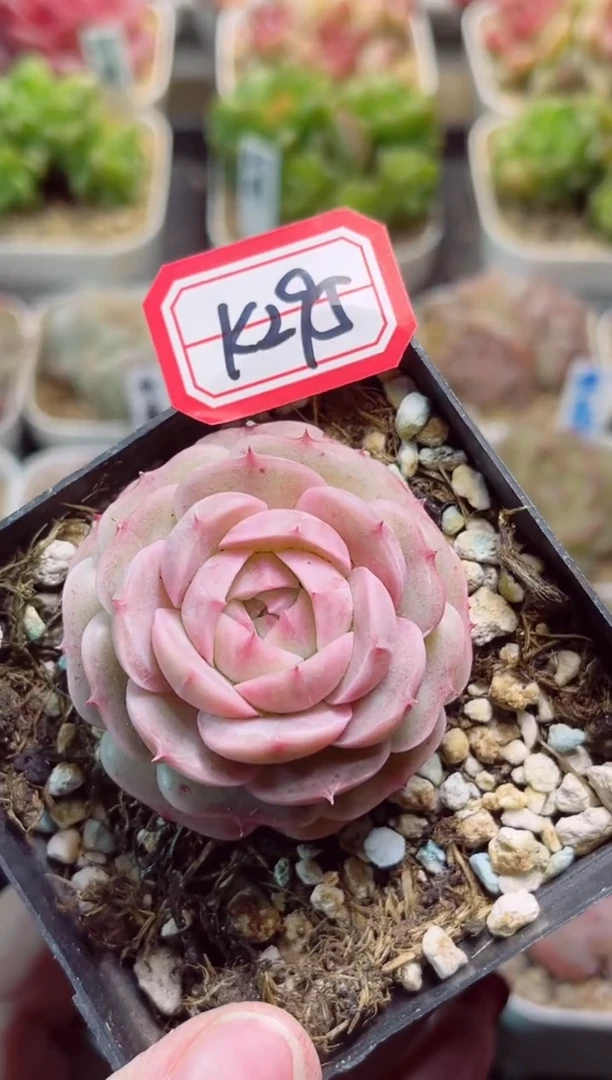 【闪购商品】K295浪漫之心一物一拍