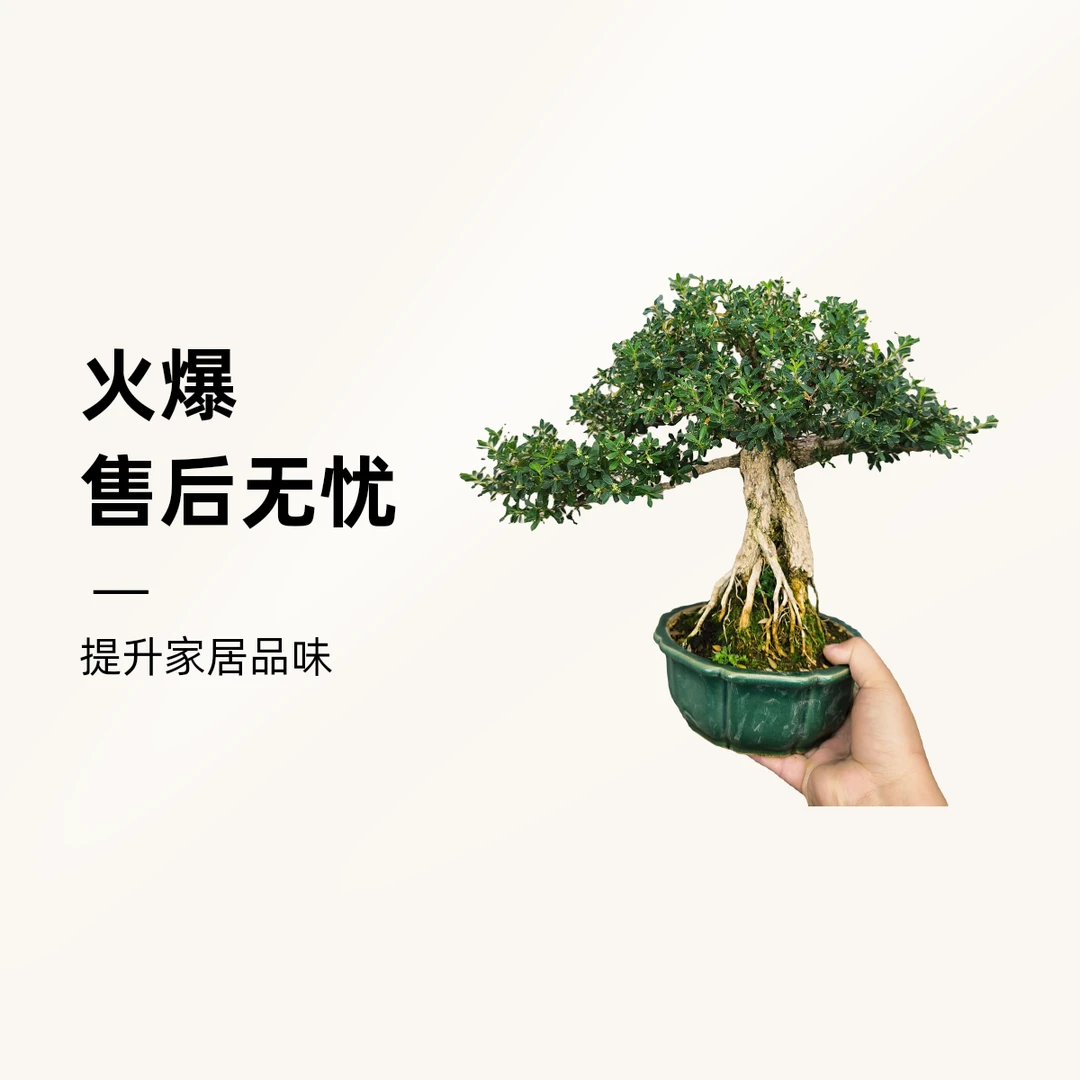 贵州黄杨盆景盆景植物老桩小盆景绿植盆栽室内自然而然