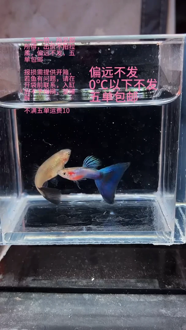 孔雀鱼孔雀鱼 03