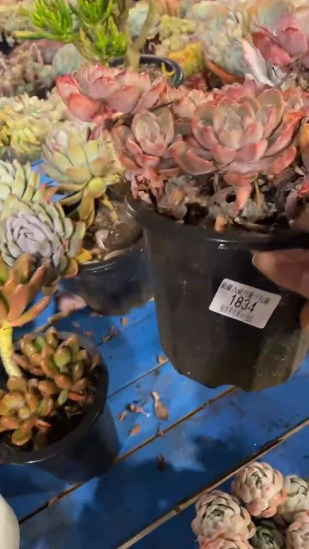 【闪购商品】1834红粉佳人