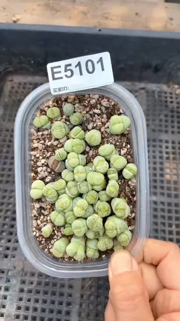 5101直播一物一拍