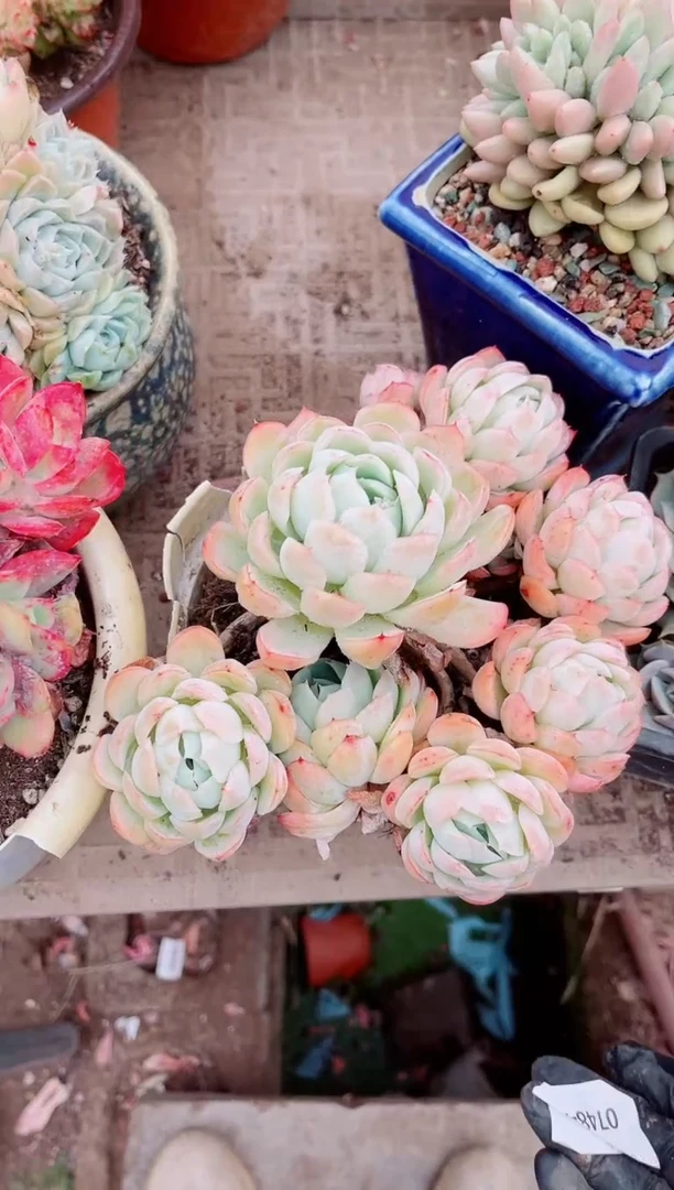 【闪购商品】07484多肉