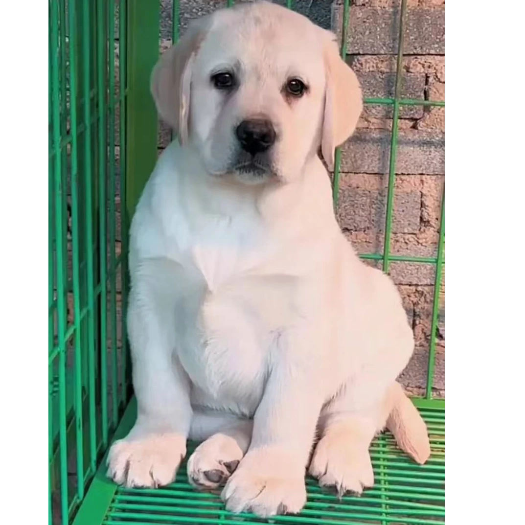 【豆元犬舍】精选拉布拉多狗狗