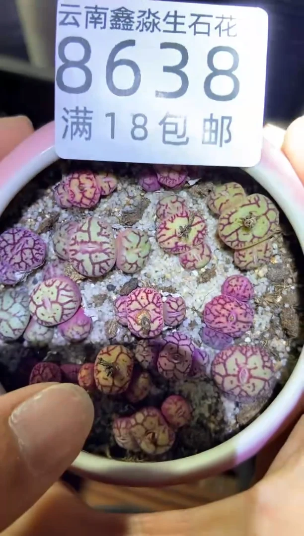 【闪购商品】8638特价猴脸清姬发货35头量拍