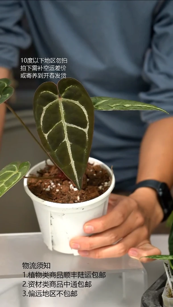 完全开放黑水晶*SKG02