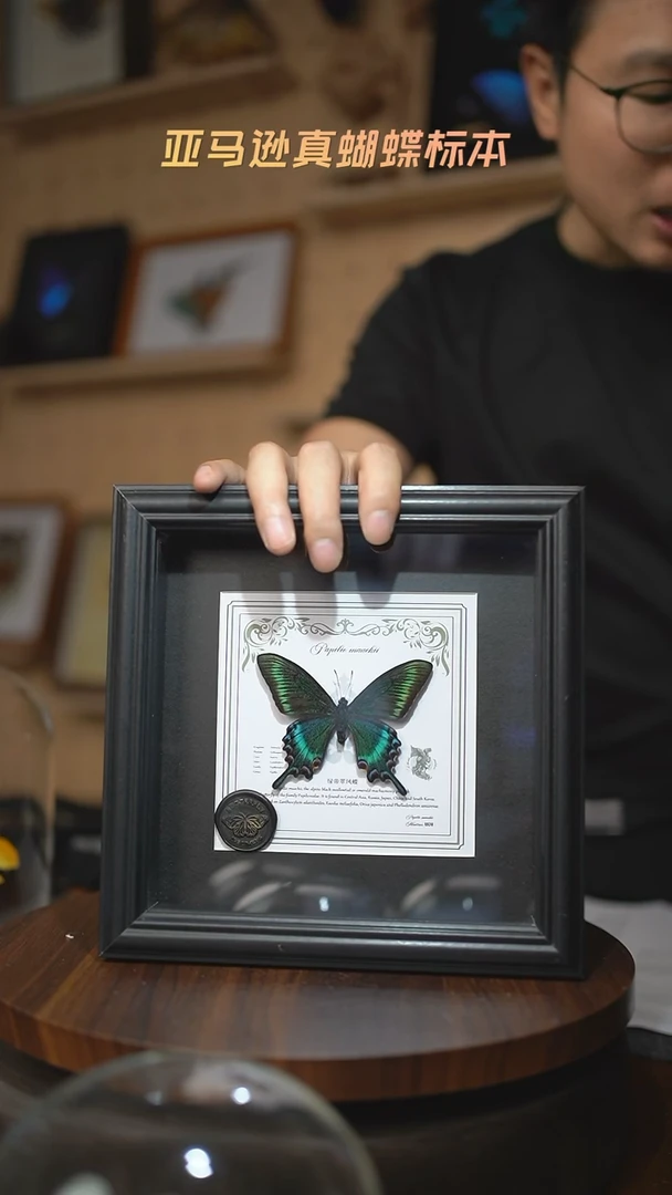 绿带翠凤蝶春型7寸欧式方框