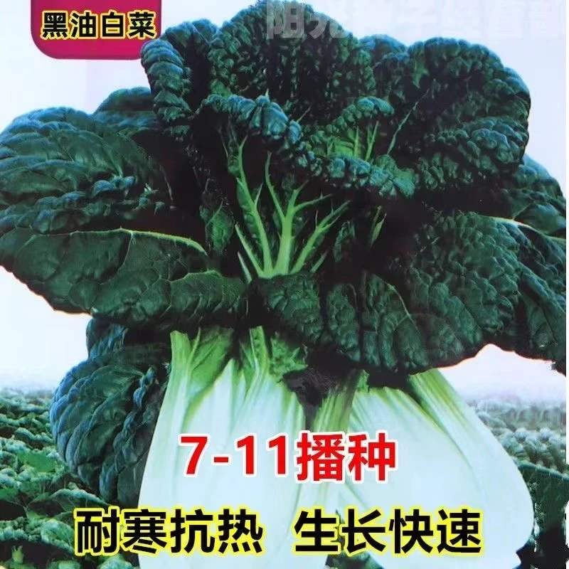 【全店满8包包邮】黑奶油白菜种子