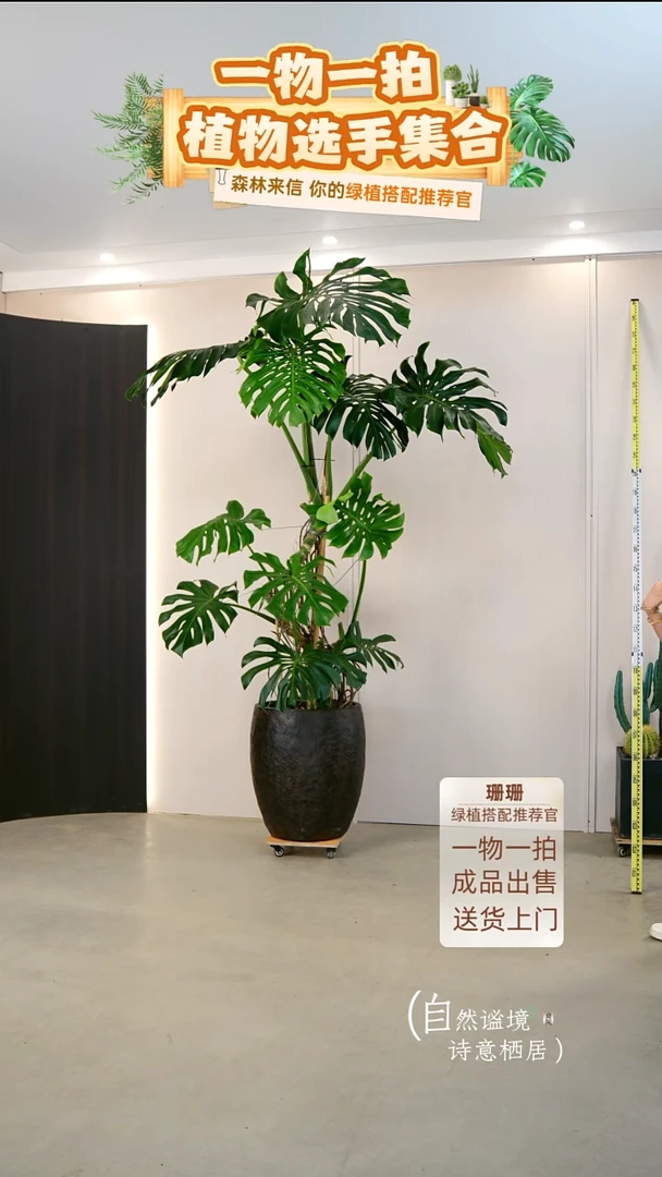 无花朵彬*大老桩龟背竹连盆种好栽好一整套送货上门