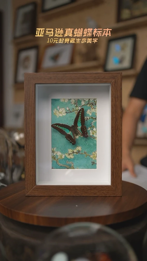 有机玻璃青凤蝶腊梅款