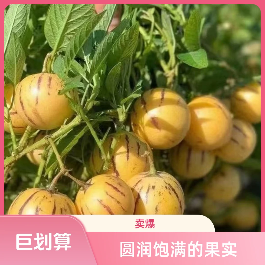 云南正宗石林人参果当季果现采现摘新鲜发货清甜多汁黄肉圆果