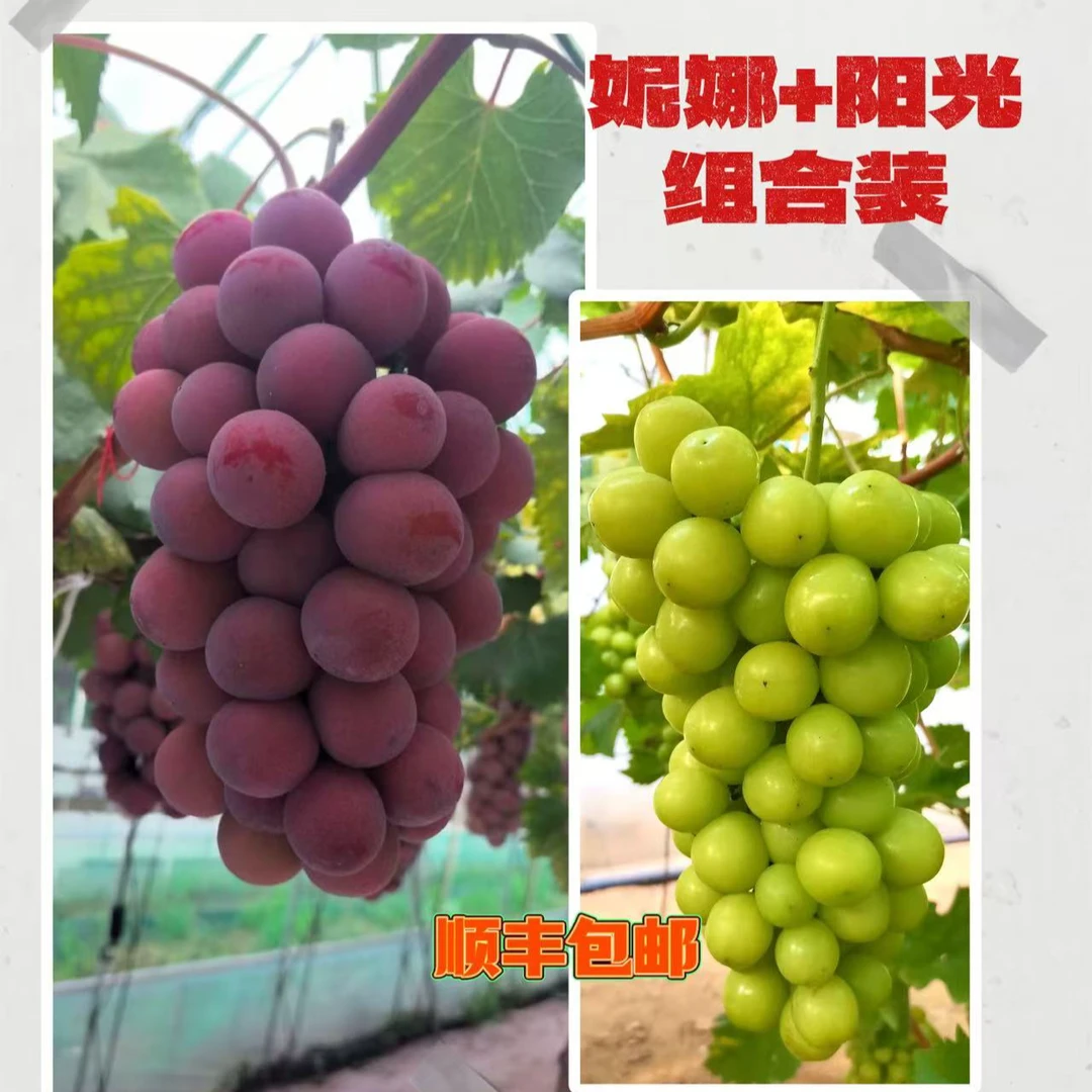 【双拼】妮娜皇后全红+阳光玫瑰大果当季水果送礼佳品顺丰包邮3斤