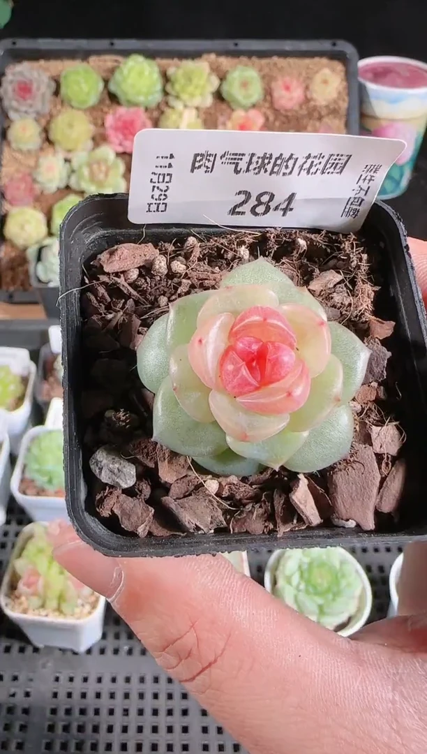 多肉1129-284bl-4群生不包整