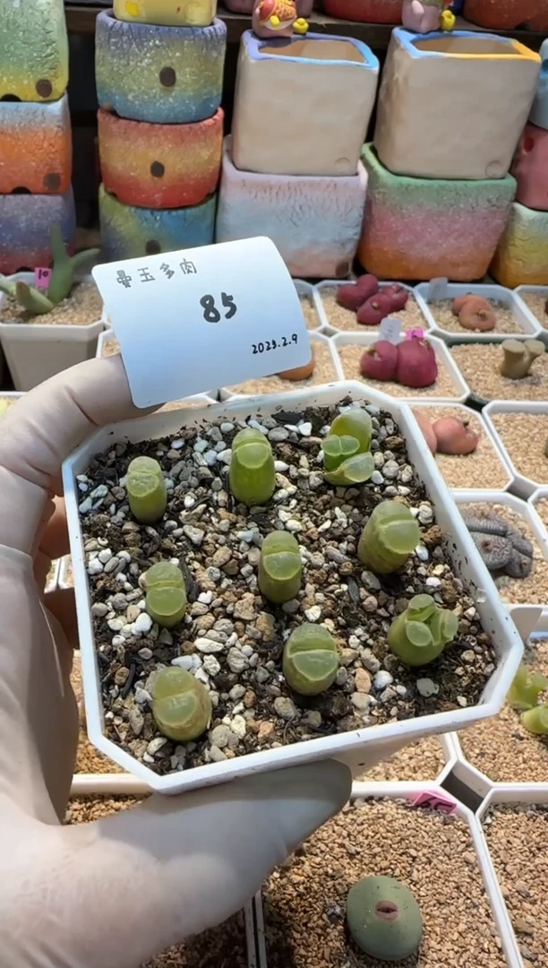 【闪购商品】25.2.9-85有歌长吟