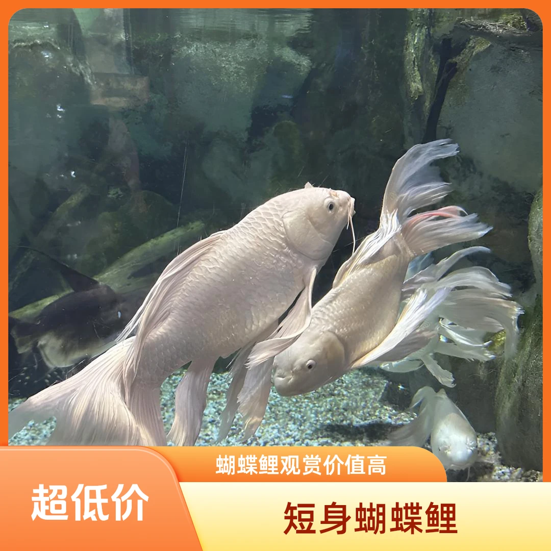 短身蝴蝶鲤淡水鱼好养活