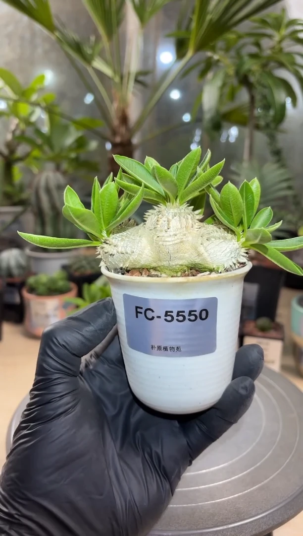 惠比须笑FC-5550