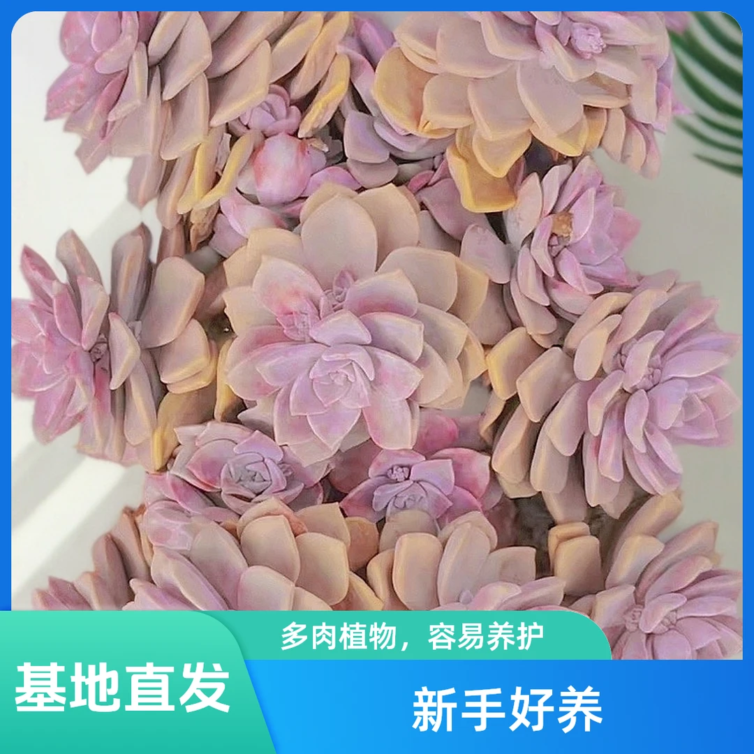 挚爱 紫乐【需要收缩打包展开尺寸20-25公分 不带盆土】多肉