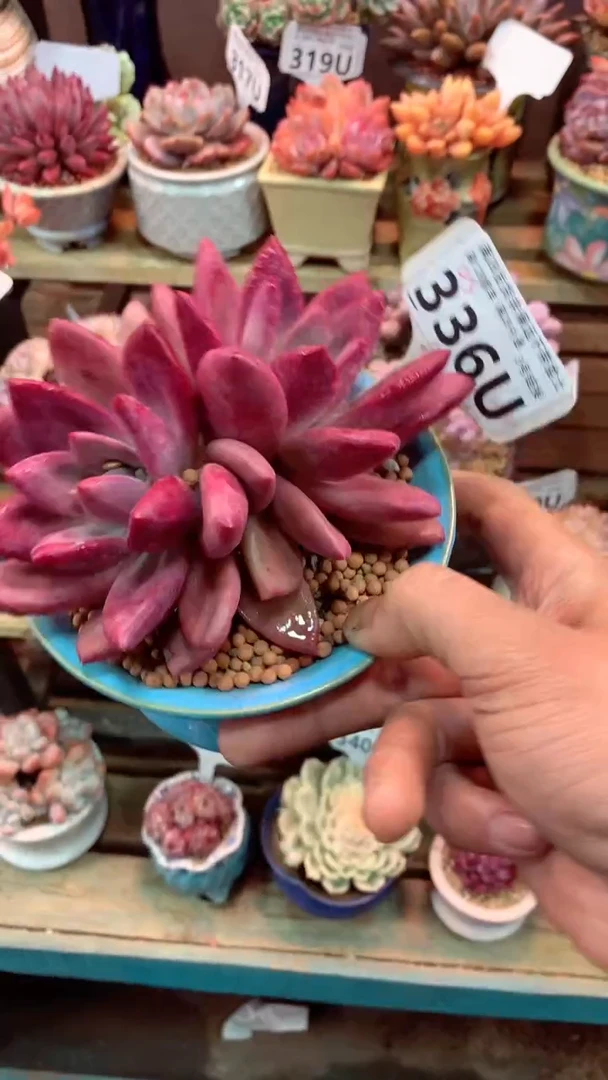 336 U（一物一拍，精品多肉，w所见即所得 ）